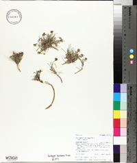 Astragalus jejunus image