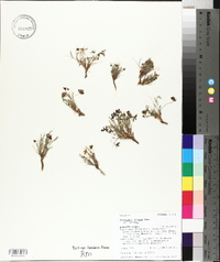 Astragalus jejunus image