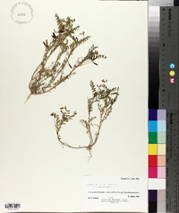 Astragalus nuttallianus image