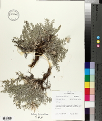 Astragalus purshii image