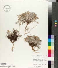 Astragalus purshii image