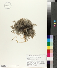 Astragalus spatulatus image