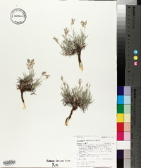 Astragalus spatulatus image