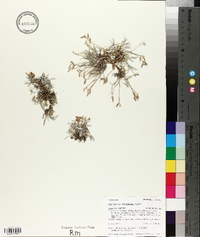 Astragalus spatulatus image