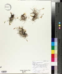 Astragalus spatulatus image