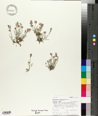 Astragalus spatulatus image