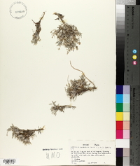 Astragalus spatulatus image