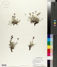 Astragalus spatulatus image