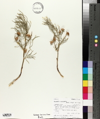 Astragalus pectinatus image