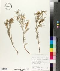 Astragalus pectinatus image