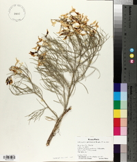 Astragalus pectinatus image