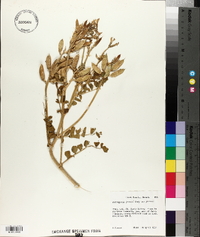 Astragalus preussii image