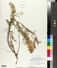 Astragalus racemosus image