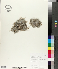 Astragalus spatulatus image