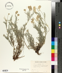 Astragalus spaldingii image