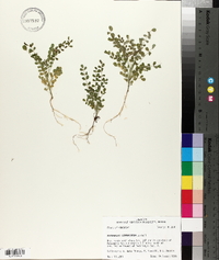 Astragalus soxmaniorum image