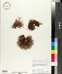 Astragalus simplicifolius image