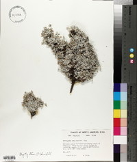 Astragalus sericoleucus image