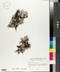 Astragalus sericoleucus image