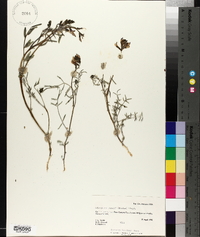 Astragalus serenoi image