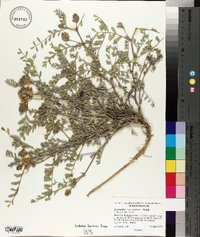 Astragalus succumbens image