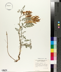 Astragalus succumbens image