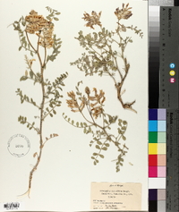 Astragalus succumbens image