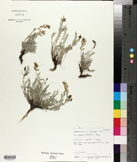 Astragalus terminalis image