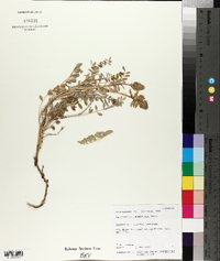 Astragalus terminalis image