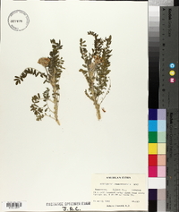 Astragalus tennesseensis image