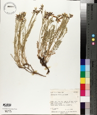 Astragalus multiflorus image