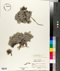 Astragalus kentrophyta var. tegetarius image