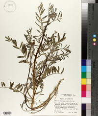 Astragalus allochrous var. playanus image