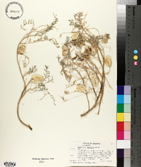 Astragalus allochrous var. playanus image