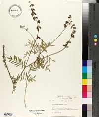 Astragalus eucosmus image