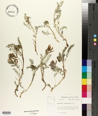 Astragalus crassicarpus image