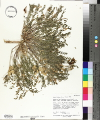 Astragalus lentiginosus var. salinus image