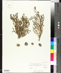 Astragalus lentiginosus var. salinus image