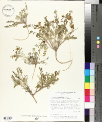 Astragalus lentiginosus var. salinus image