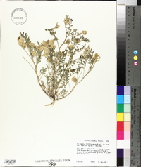 Astragalus lentiginosus var. salinus image