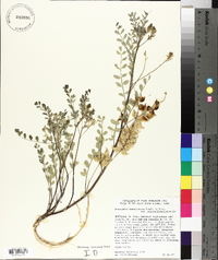 Astragalus lentiginosus var. salinus image