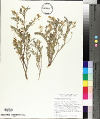 Astragalus lentiginosus var. salinus image