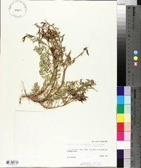 Astragalus lentiginosus var. palans image