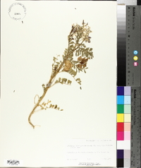 Astragalus lentiginosus var. diphysus image