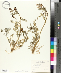 Astragalus lindheimeri var. bellus image
