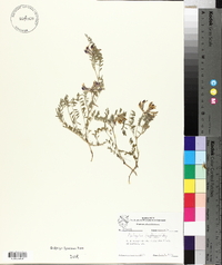 Astragalus lindheimeri image