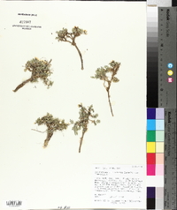 Astragalus limnocharis image
