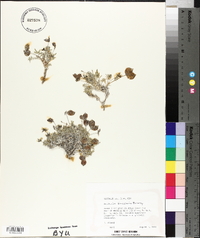 Astragalus limnocharis image