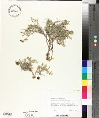 Astragalus limnocharis image