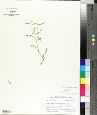 Astragalus leptocarpus image